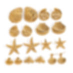 316L stainless steel starfish stud earrings with 18K PVD gold plating